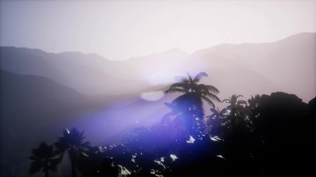 sunset beams through palm trees at jungle rainforestの写真素材