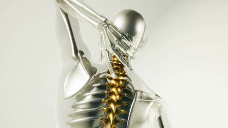 medical science of human spine skeleton bones model with organs