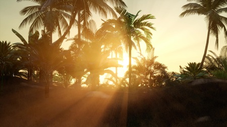 Silhouette coconut palm trees at sunsetの写真素材