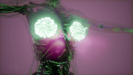 science anatomy scan of human body in x-ray with glow mammary glandの写真素材