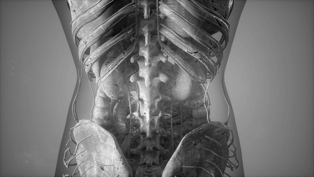 Complete close-up view of the Skeletal System with transparent bodyの写真素材