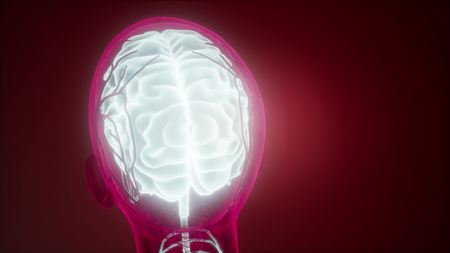 science anatomy of human brain in x-rayの写真素材