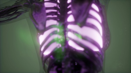science anatomy scan of human lungs glowingの写真素材