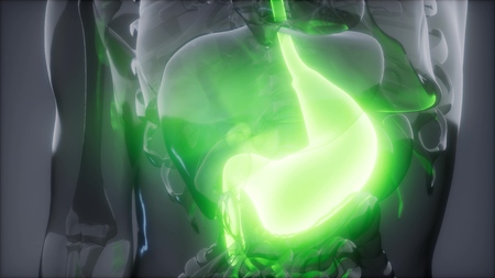science anatomy scan of human stomach glowingの写真素材