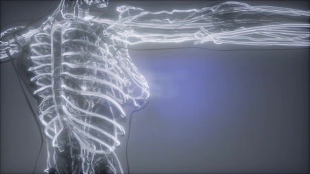 science anatomy scan of human blood vessels