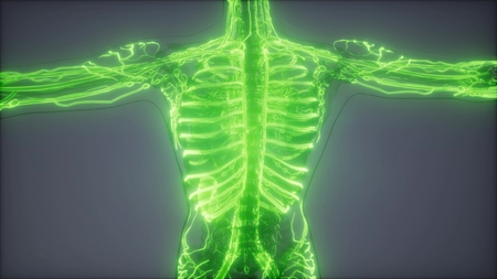 science anatomy scan of human blood vesselsの写真素材