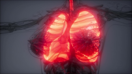 science anatomy scan of human lungs glowingの写真素材