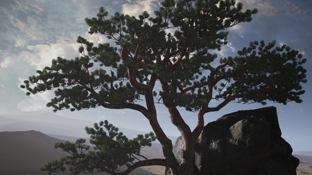 pine tree in a sand desert