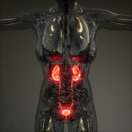 Science Anatomy Scan Of Human Kidneys Glowingの写真素材