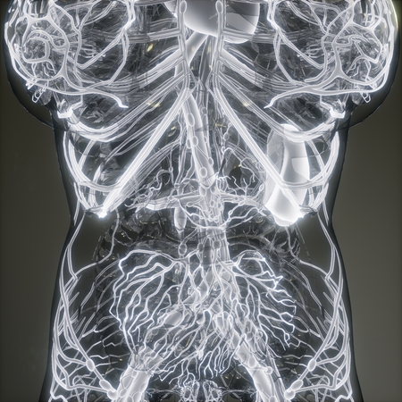 science anatomy scan of human blood vesselsの写真素材