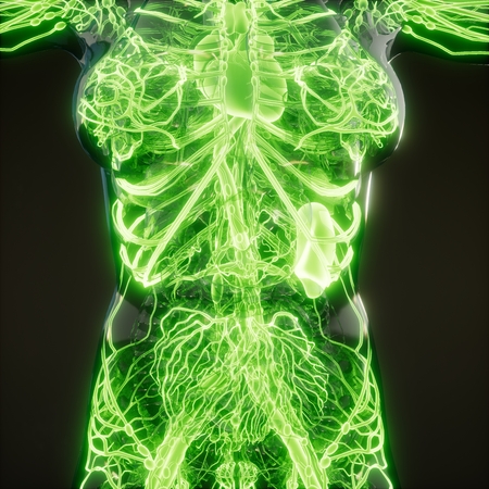 science anatomy scan of human blood vesselsの写真素材