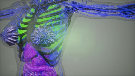 human body model illustration