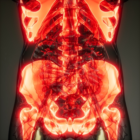 medical science image of human skeleton bonesの写真素材