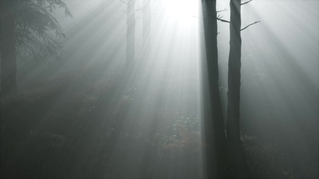 coniferous forest backlit by the rising sun on a misty fogの写真素材