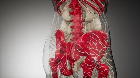 medical science illustration of human skeleton bonesの写真素材