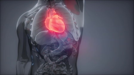 science anatomy scan of human heart glowingの写真素材
