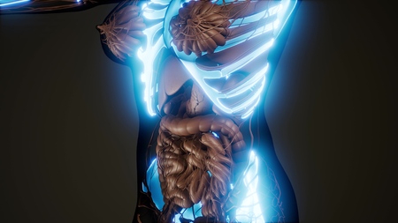 medical science illustration of human skeleton bonesの写真素材