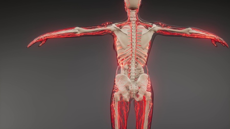 science anatomy scan of human blood vesselsの写真素材