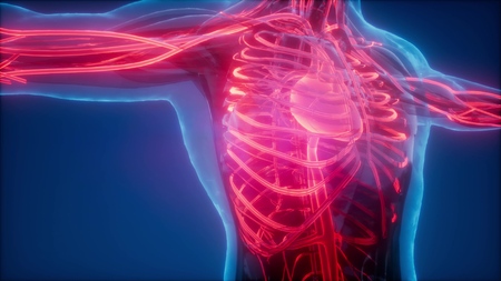 science anatomy scan of human blood vesselsの写真素材