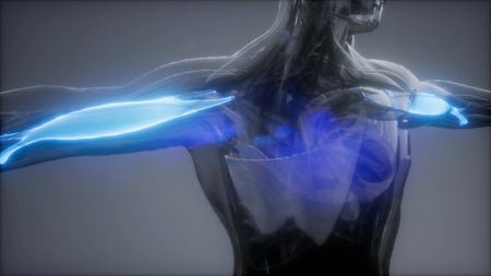 biceps - Visible muscle anatomy mapの写真素材