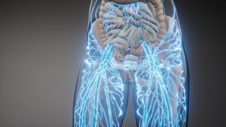 science anatomy scan of human blood vessels