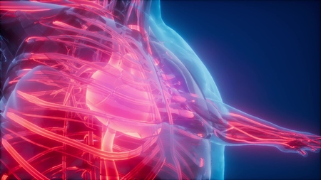 science anatomy scan of human blood vessels