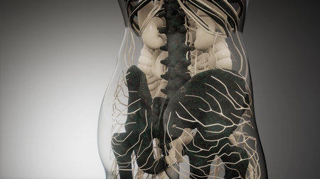 medical science illustration of human skeleton bonesの写真素材