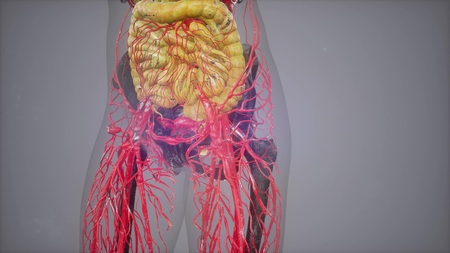 human body model illustrationの写真素材