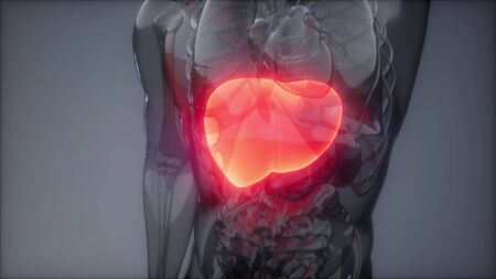 science anatomy scan of human liver glowingの写真素材