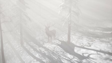 proud noble deer male in winter snow forest in mountainsの写真素材