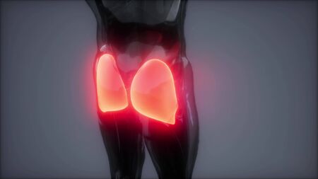 gluteus maximus - leg muscles anatomy animationの写真素材