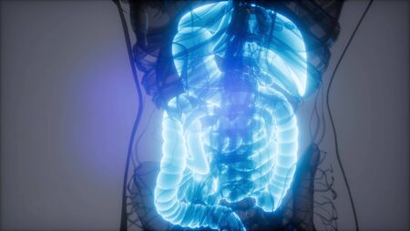 3d illustration of human digestive system parts and functions