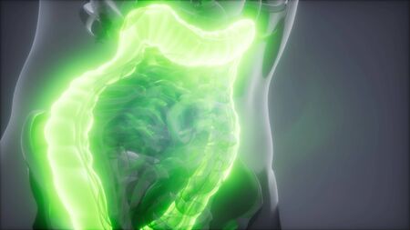 science anatomy scan of human colon glowingの写真素材
