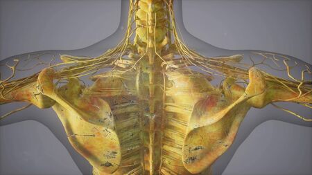 Complete close-up view of the Skeletal System with transparent bodyの写真素材