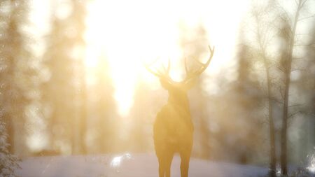 proud noble deer male in winter snow forest in mountainsの写真素材