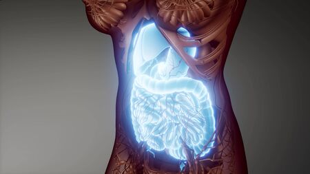 3d illustration of human digestive system parts and functionsの写真素材