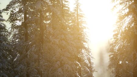 Splendid Christmas scene in the mountain forest. Colorful winter sunrise