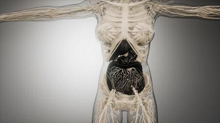 3d illustration of human digestive system parts and functionsの写真素材