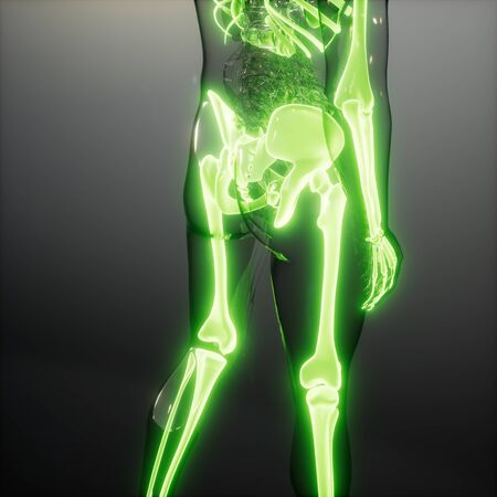 medical science image of human skeleton bonesの写真素材