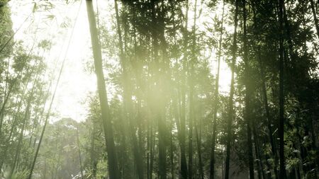 Windy Tranquil Arashiyama Bamboo Grove Looking Up in Kyotoの写真素材