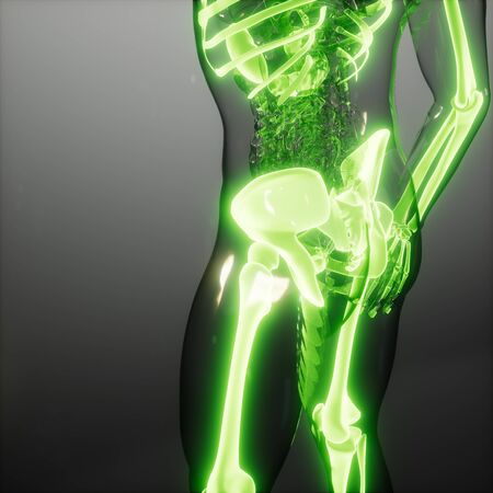 medical science image of human skeleton bonesの写真素材