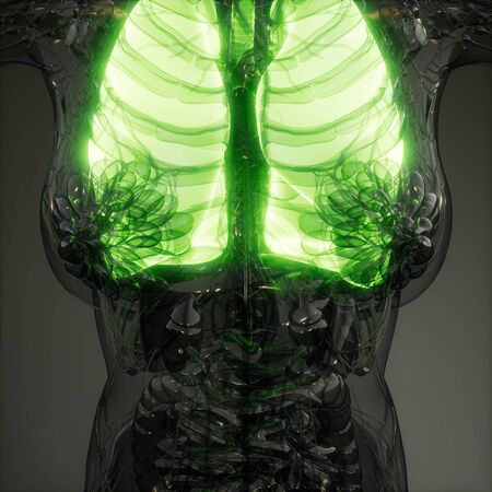 science anatomy scan of human lungs glowingの写真素材
