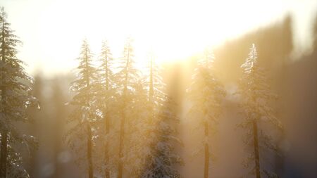 Splendid Christmas scene in the mountain forest. Colorful winter sunrise