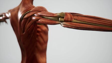 Muscular System of human body animation