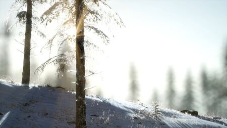 Splendid Christmas scene in the mountain forest. Colorful winter sunrise