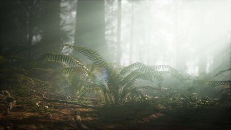 Morning with Fog in Sequoia National Parkの写真素材