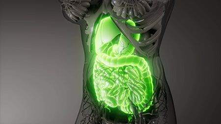 3d illustration of human digestive system parts and functions