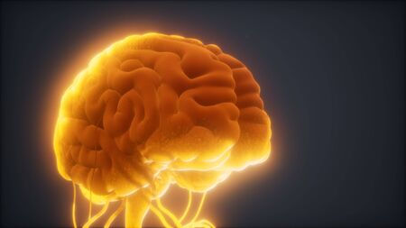 animated model of human brain