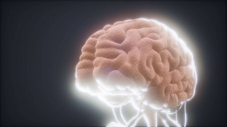 animated model of human brainの写真素材