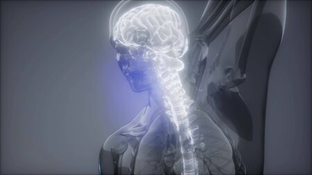 backache in backbone. science anatomy scan of human spine bones glowingの写真素材